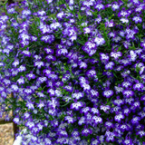 Lobelia California Dark Blue Eyes