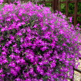 Lobelia California Purple