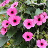 Thunbergia alata 'Sunny Susy' Rose Sensation