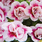 Calibrachoa Calita Double Pink Bicolour