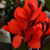 Canna Cannova Bronze Scarlet