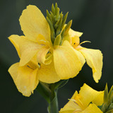 Canna Cannova Yellow