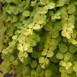 Lysimachia Goldilocks