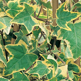 Hedera Gold Child