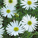 Brachyscome Surdaisy White Improved