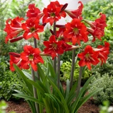 Amaryllis Sonatini Balentino