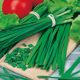 Chive (Garlic) Neko/Allium tuberosum Neko
