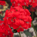 Geranium Mrs Pollock