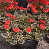 Geranium Mrs Pollock