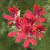 Geranium Scented Concolor Lace