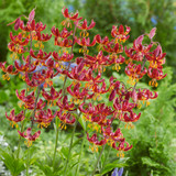Lilium Claude Shride