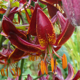 Lilium Claude Shride