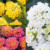 Lantana Mixed