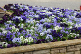 Pansy Ocean Breeze Mix (Garden Ready)