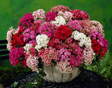 Sweet William Mixed (Garden Ready)