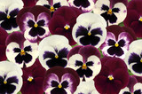 Pansy Raspberry Sundae Mix (Garden Ready)