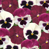 Pansy Raspberry Sundae Mix (Garden Ready)