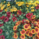 Gaillardia Mixed