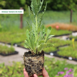 Gaillardia Mixed