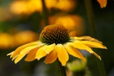 Echinacea Golden Skipper