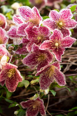 Clematis cirrhosa Freckles