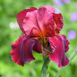Iris germanica 'Sublime Velvet'