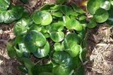Asarum europaeum