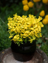 Euonymus fortunei Goldy