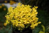 Euonymus fortunei Goldy