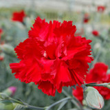 Dianthus Lady in Red