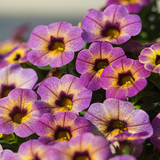 Calibrachoa Chameleon Blueberry Scone