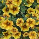 Petunia (Petchoa) Beautical Caramel Gold