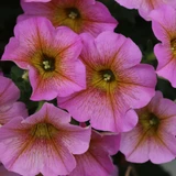 Petunia (Petchoa) Beautical Sunray Pink