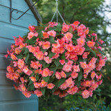 Begonia Fragrant Sweet Spice Bounty