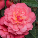 Begonia Fragrant Sweet Spice Bounty