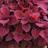 Coleus Red Head