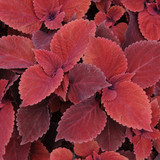 Coleus Red Head
