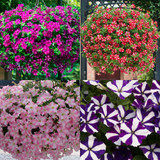 Petunia Premium Star Mixed