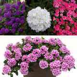 Verbena Endurascape Mixed