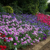 Verbena Endurascape Mixed