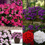 Verbena Endurascape Mixed