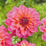 Dahlia 'Great Silence'