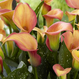 Zantedeschia Morning Sun