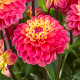 Dahlia 'Princess Gracia'