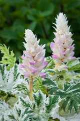 Acanthus mollis Whitewater