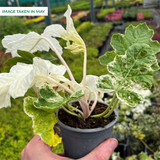 Acanthus 'Whitewater'