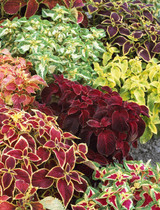 30 Coleus Dwarf Wizard Mixed (Garden Ready)