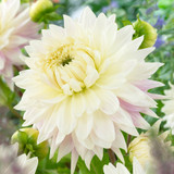 Dahlia 'Kiev'