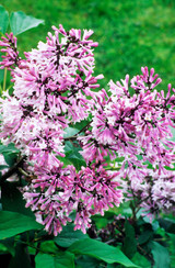 Syringa pubescens  'Miss Kim'