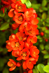 Chaenomeles japonica Sargentii